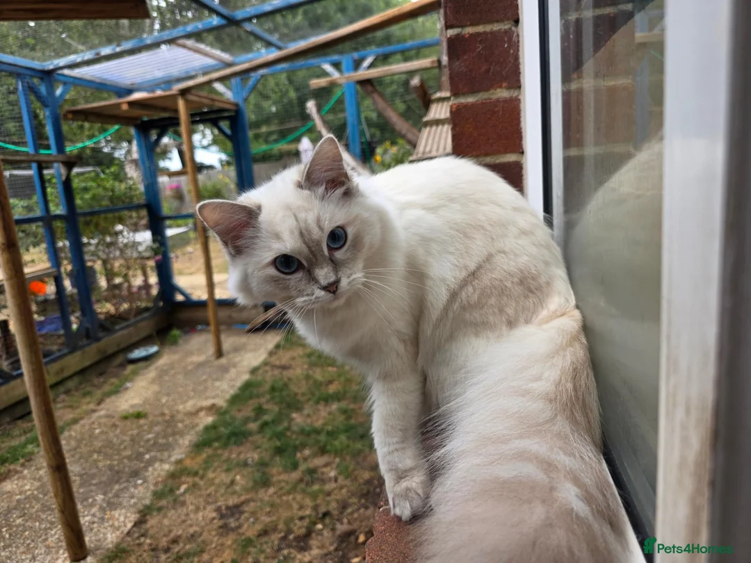 Ragdoll cats for sale: 2 ADULT GIRLS LOOKING FOR NEW HOMES - Advert 2