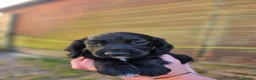 Sprocker dogs for sale: Gorgeous sprocker puppies  - Advert 9