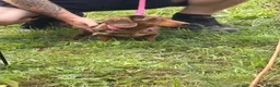 Miniature Dachshund dogs for sale: Beautiful girl looking for home - Advert 6