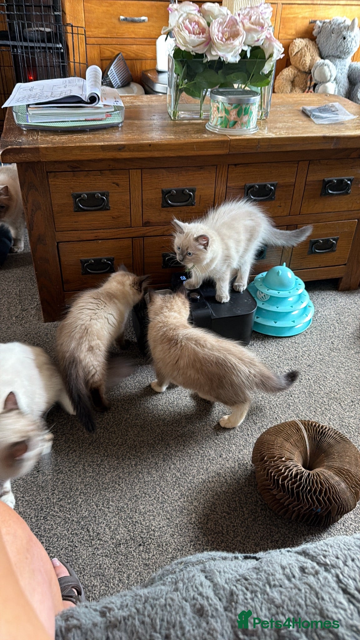 Ragdoll cats 3 pure Ragdoll boys ready for forever  families  - Advert 2