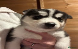 Siberian Husky dogs for sale: 6 pure breed husky pups  - Advert 10