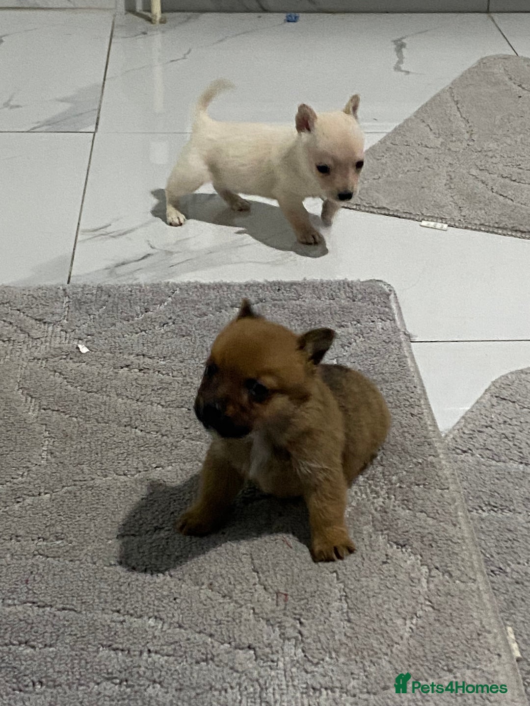 Chihuahua dogs for sale: 3 beautiful chihuahua puppies  - Advert 20