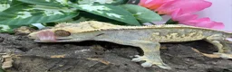 Gecko reptiles for sale: Crested gecko collection for sale  - Advert 13
