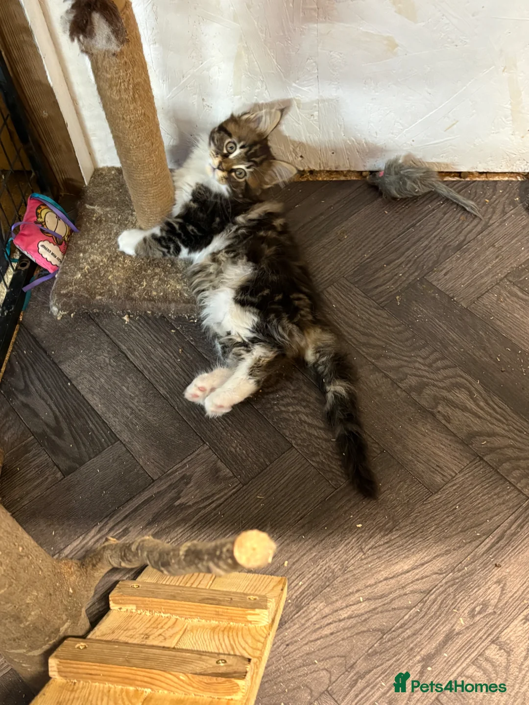 Maine Coon cats for sale: Stunning kittens  - Advert 8