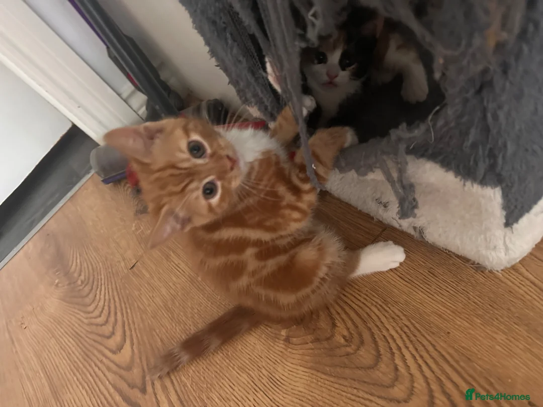 Domestic Shorthair cats for sale: Adorable Playful Kittens Looking for Loving Homes  - Advert 2