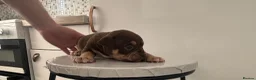 American Bully dogs for sale: Quality Pocket bully pups - Advert 9