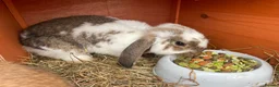Mini Lop rabbits for sale: 2 rabbits for sale  - Advert 3