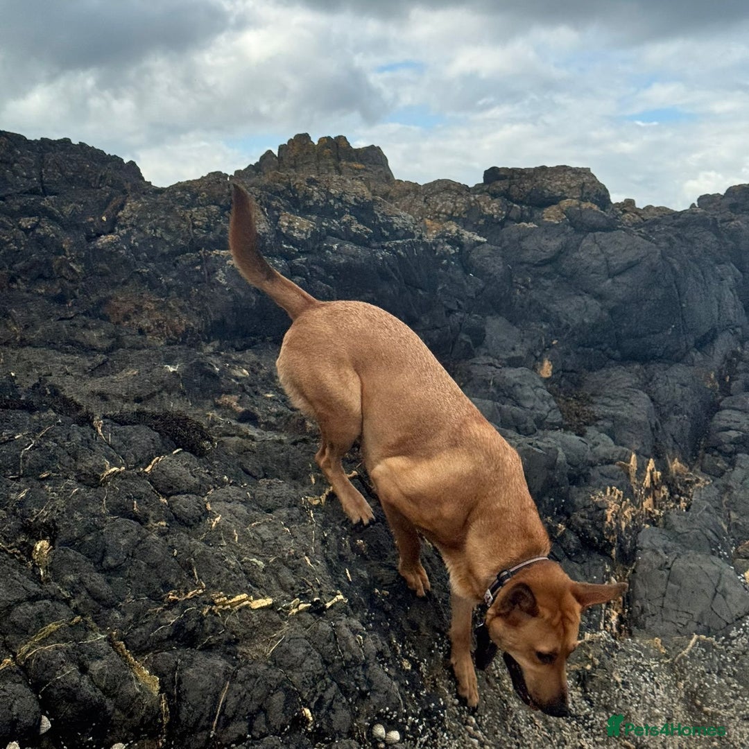 Mixed Breed dogs for adoption: Yogi (Shepherd mix) in Musselburgh - Image 4