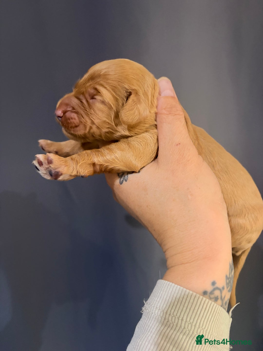 Goldendoodle dogs for sale: Superb litter of Mini Goldendoodle puppies  - Image 19