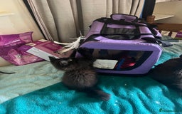 Ragdoll cats for sale: Ragdoll Cross Female Kittens - Image 15
