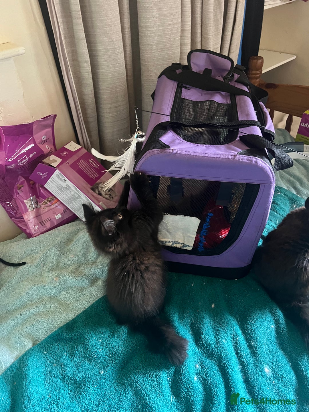 Ragdoll cats for sale: Ragdoll Cross Female Kittens - Image 15