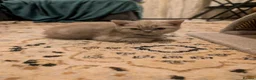 British Shorthair cats for sale: British shorthair - Advert 2