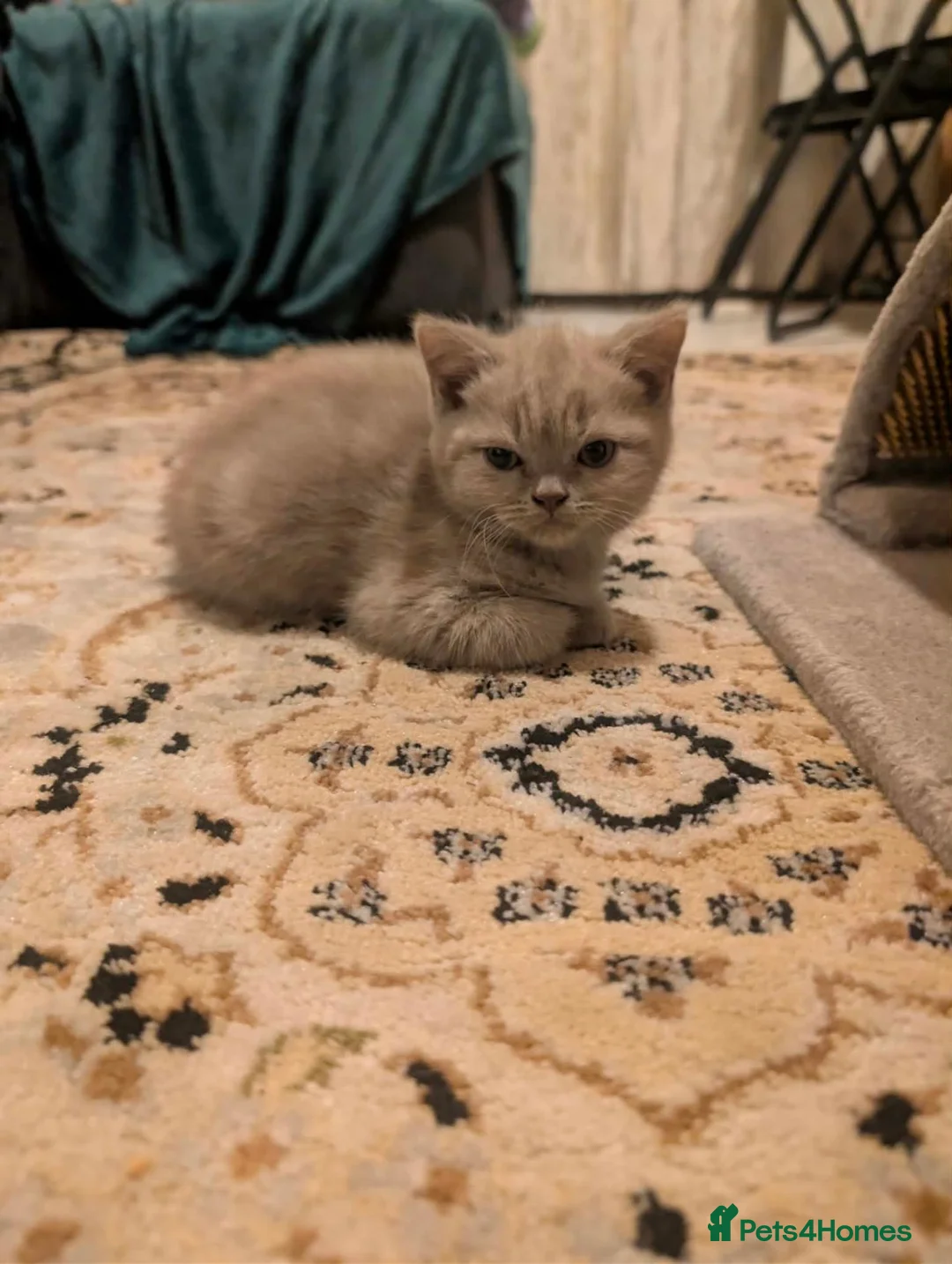 British Shorthair cats for sale: British shorthair - Advert 2