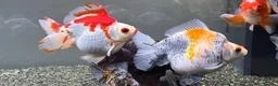 Fancy Goldfish fish for sale: Ryukin fry for sale  - Advert 9