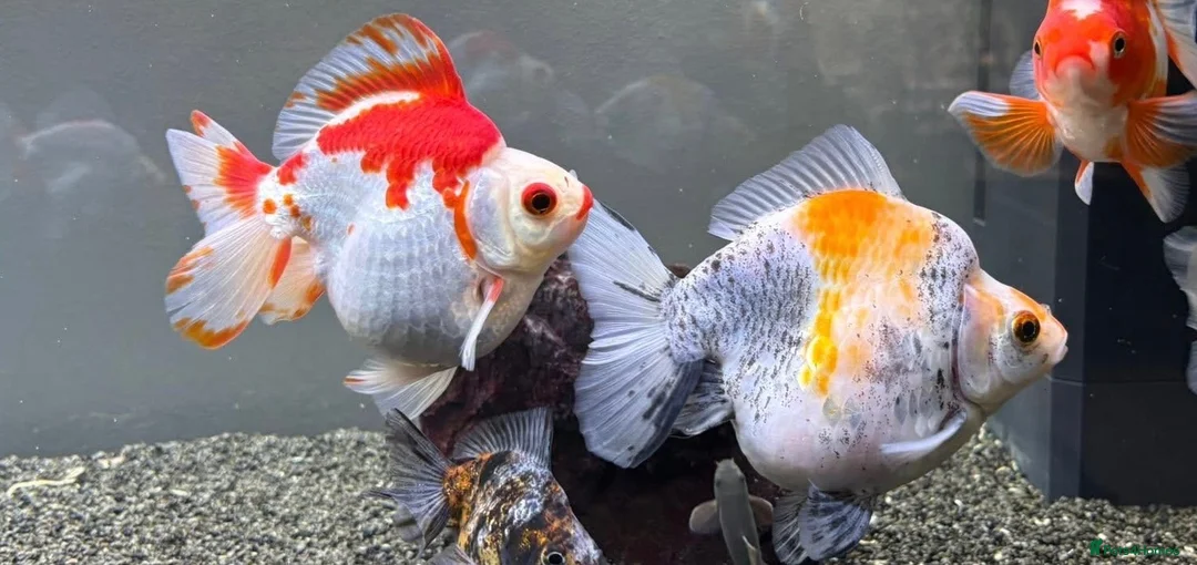 Fancy Goldfish fish for sale: Ryukin fry for sale  - Advert 9