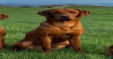 Labrador Retriever dogs Fox Red Labrador’s  - Advert 9