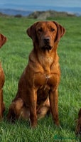 Labrador Retriever dogs Fox Red Labrador’s - Advert 2
