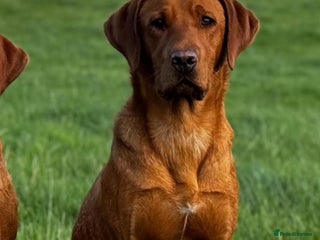 Labrador Retriever dogs Fox Red Labrador’s - Advert 12
