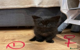 Ragdoll cats for sale: Half Ragdoll KITTENS - Image 10