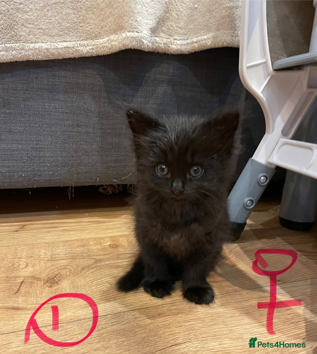 Ragdoll cats for sale: Half Ragdoll KITTENS - Image 10