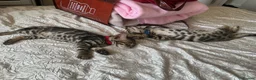 Bengal cats for sale: Adorable Bengal kittens pedigree ready to reserve - Advert 6