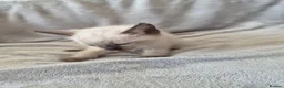 Siamese cats for sale: Silver colour point kittens  in Wallsend - Advert 5