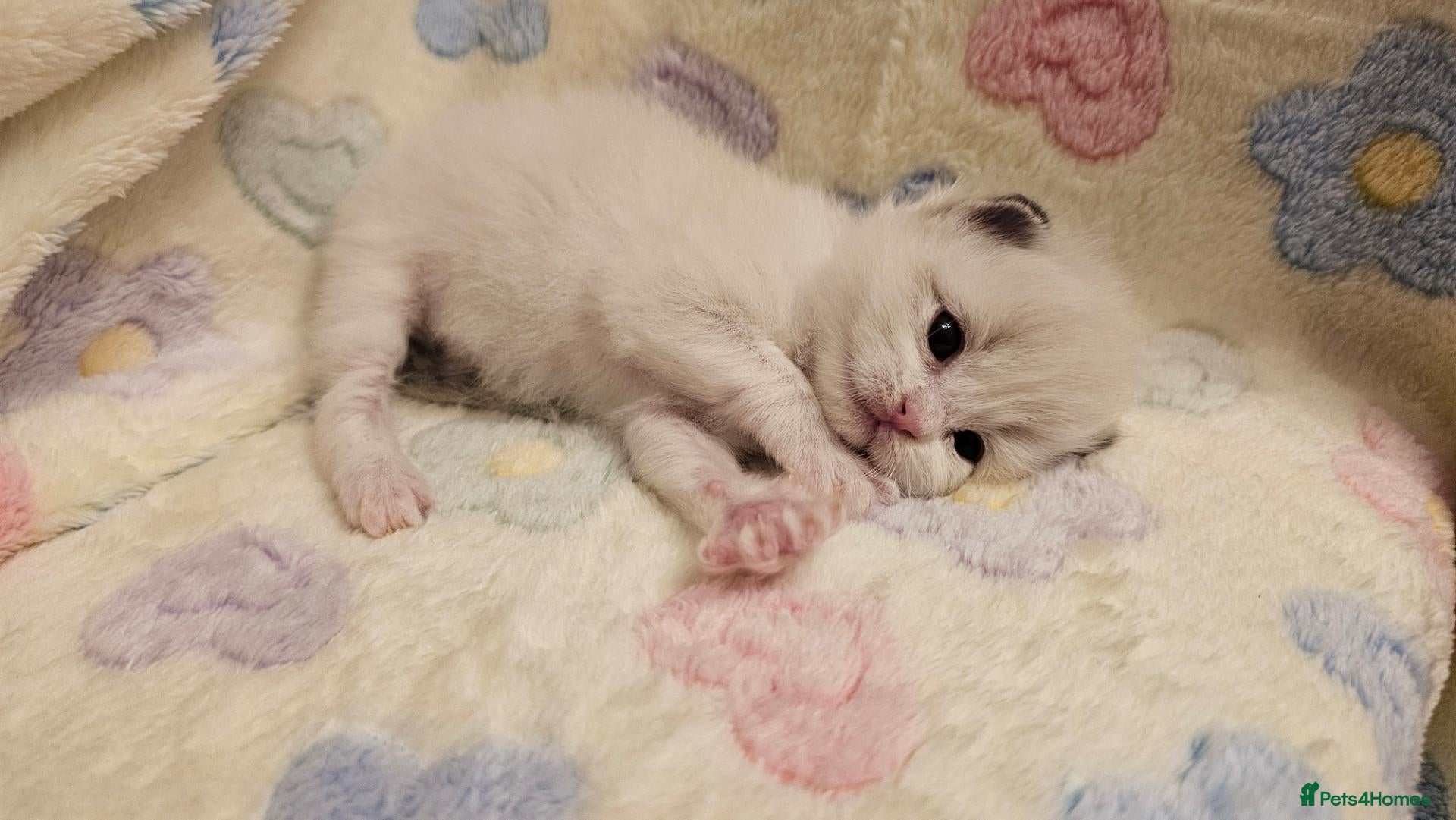 Ragdoll cats for sale: 🏆 GCCF Ragdolls – Championship Bloodlines - Advert 1