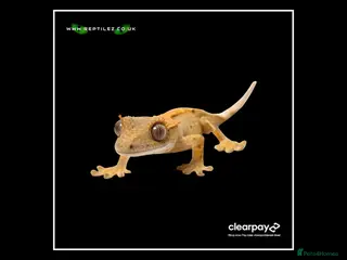 Gecko reptiles GECKO BABIES - Advert 1