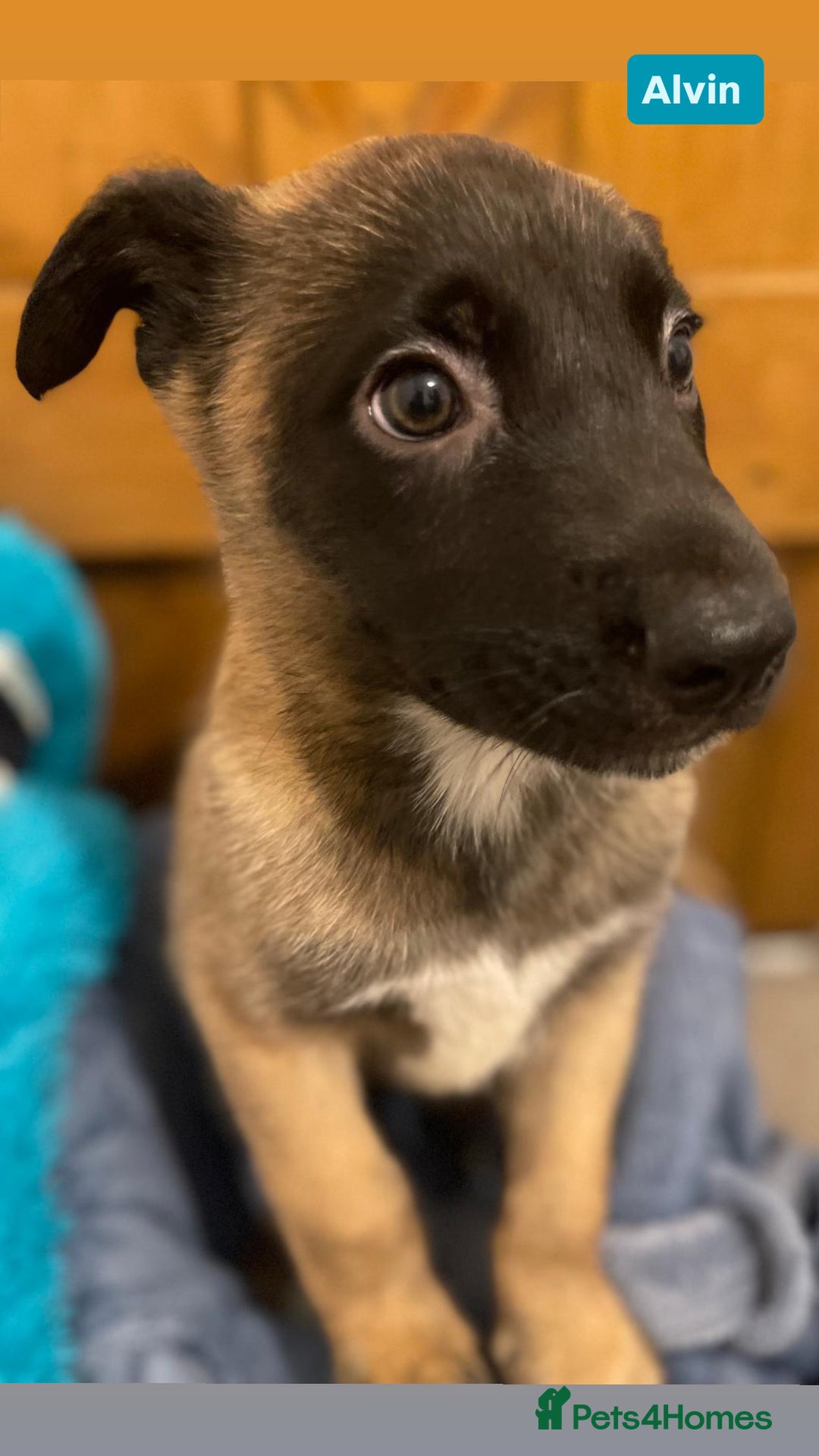 Mixed Breed dogs for sale: Beautiful Belgian Malinois x Husky Puppies. Essex - Advert 6