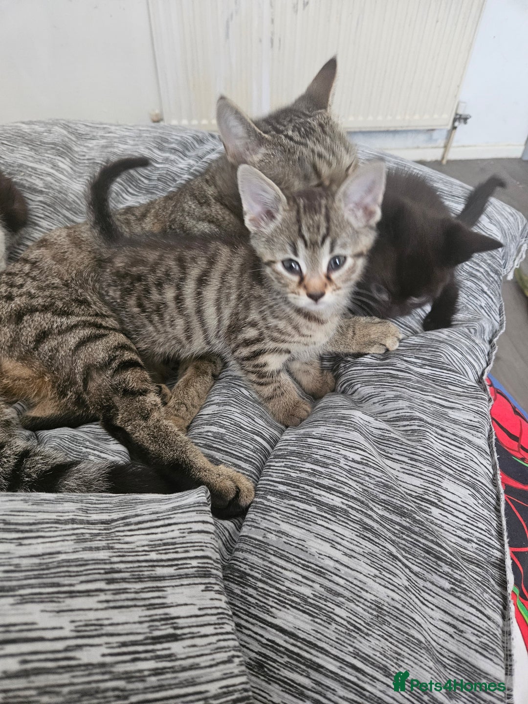Mixed Breed cats for sale: Kittys - Image 3