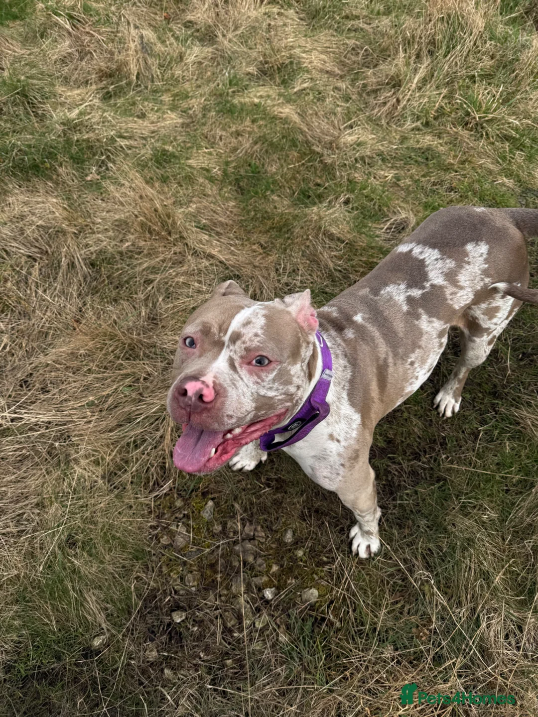 American Bully dogs for sale: 2 Year Old Female American Bully in Manchester - Advert 1