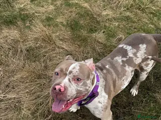 American Bully dogs 2 Year Old Female American Bully - Advert 2