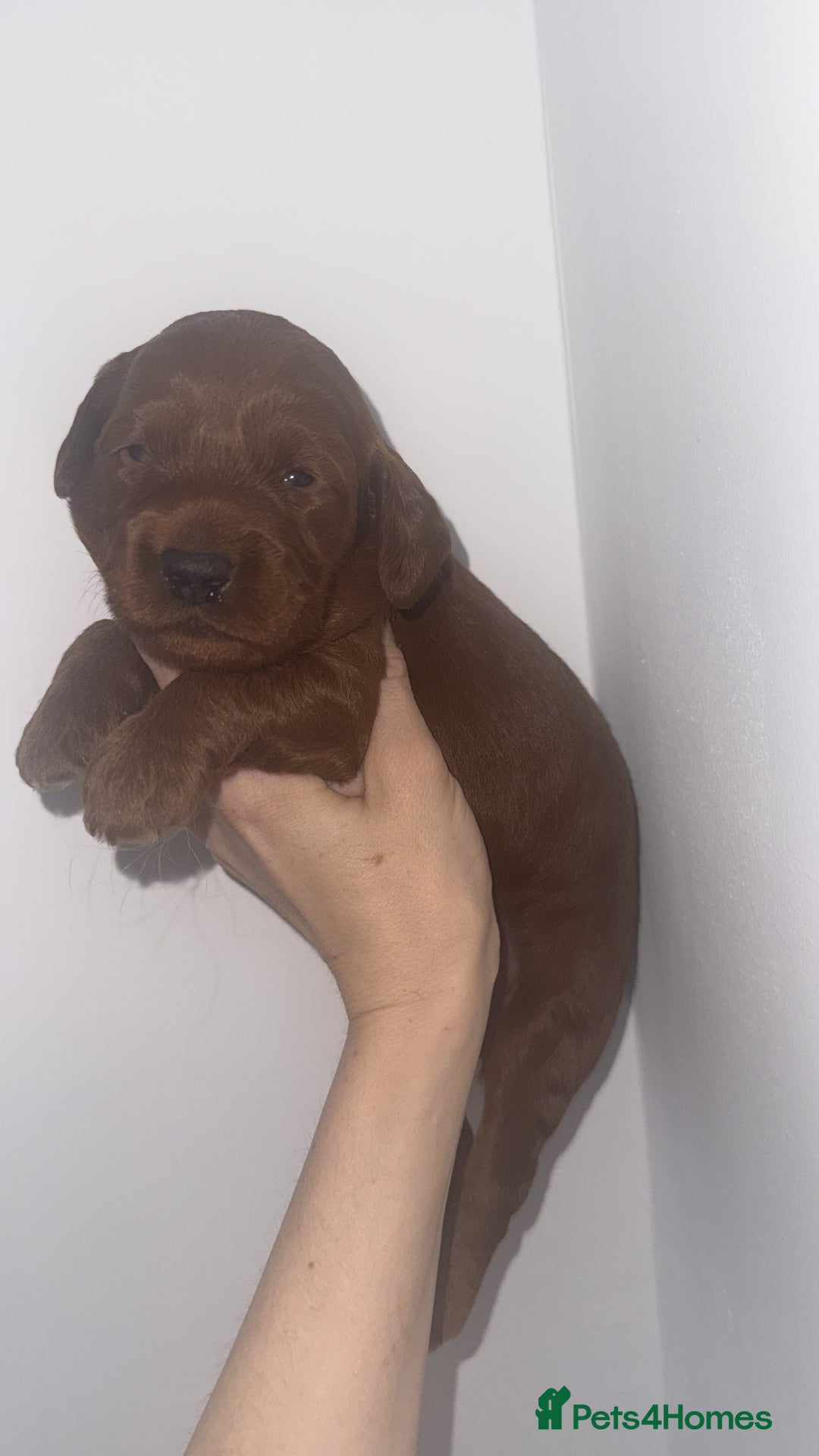 Cavapoo dogs for sale: Beautiful ruby Cavapoo's DNA tested parents in  - Image 1
