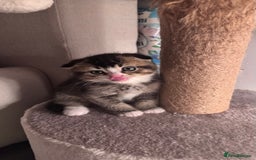 Scottish Fold cats for sale: Scottish fold X Scottish straight  - Advert 6