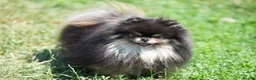 Pomeranian dogs for sale: Stunning top quality  **  Pomeranians  - Advert 13