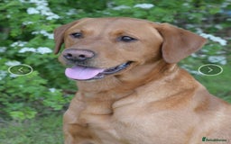 Labrador Retriever dogs for sale: Plump little Red Labrador Puppies! - Image 15