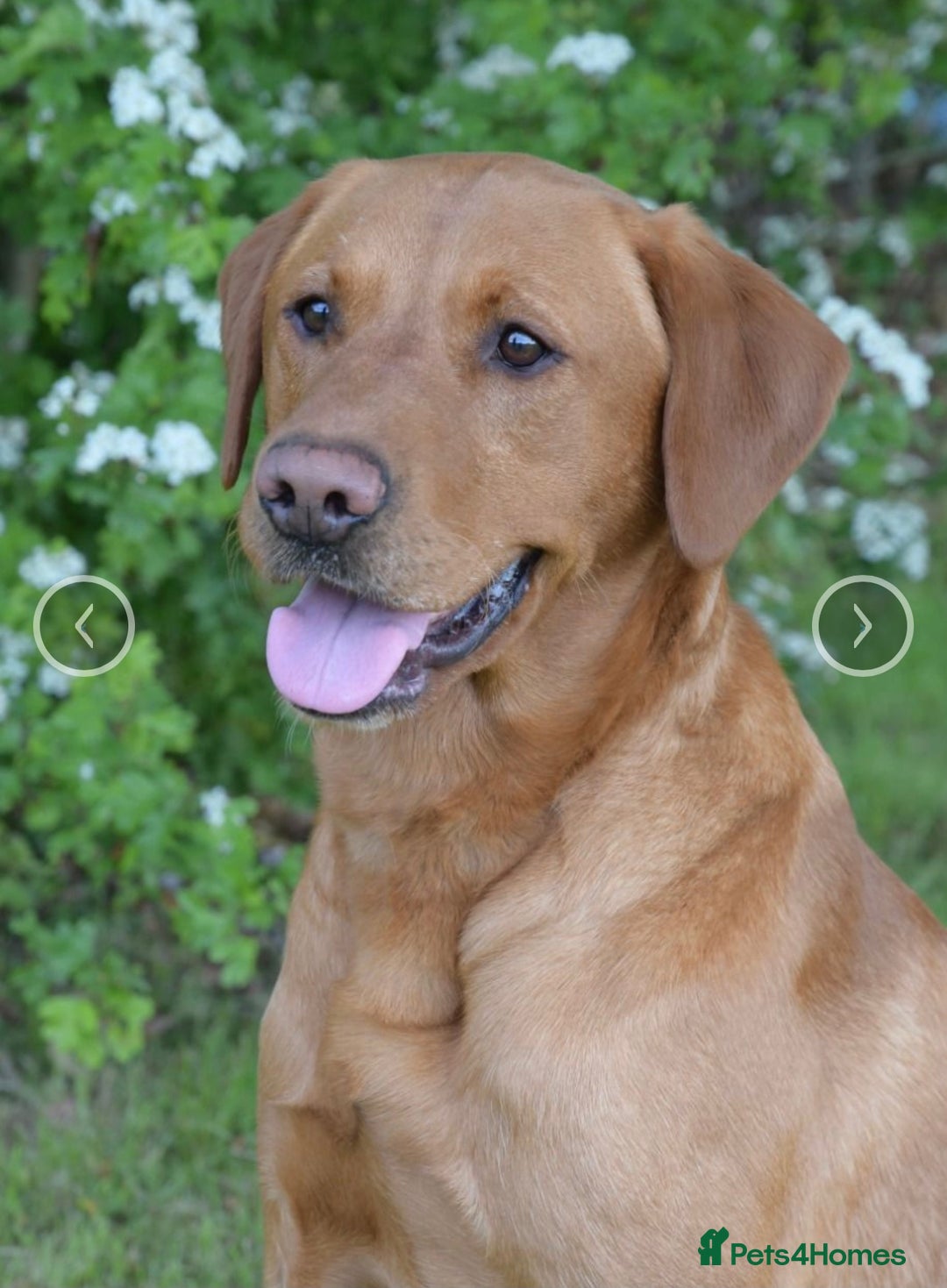 Labrador Retriever dogs for sale: Plump little Red Labrador Puppies! - Image 15