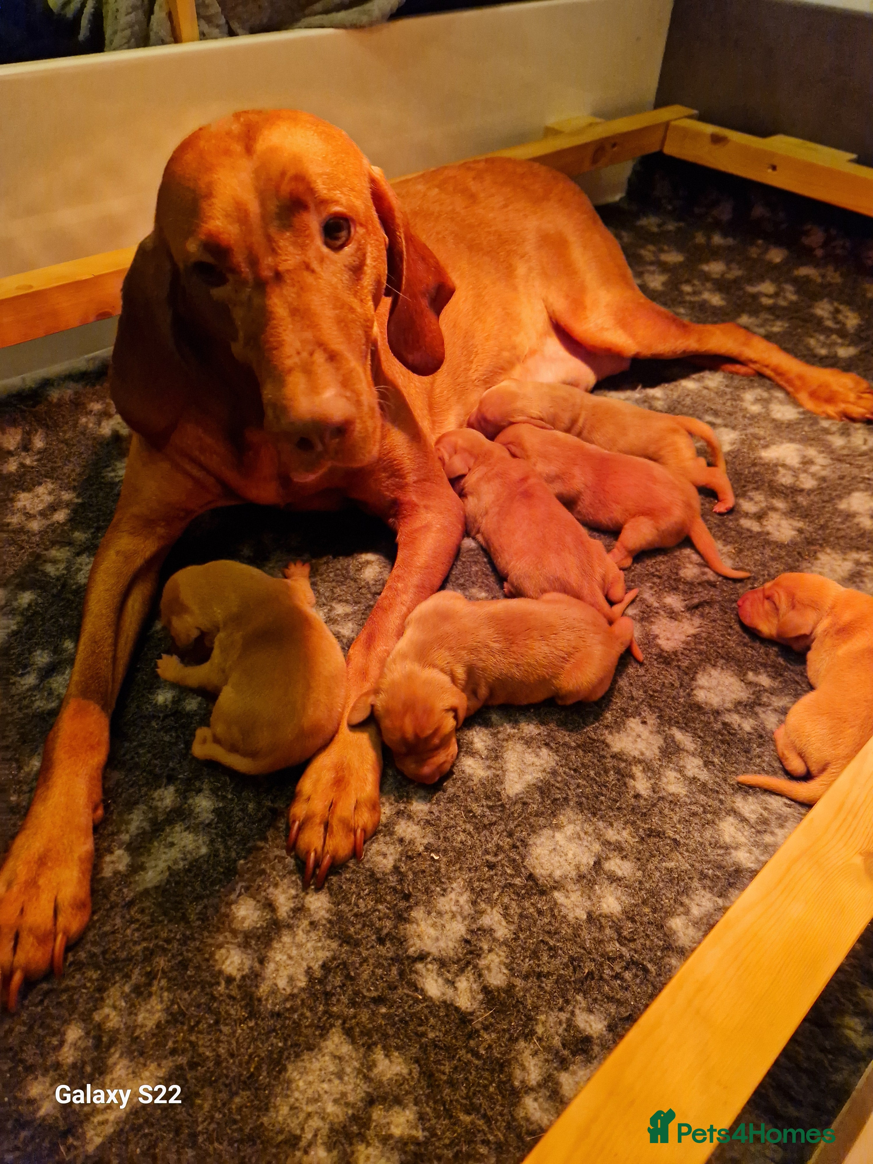 Hungarian Vizsla dogs Beautiful Hungarian Vizsla Puppies  - Advert 3