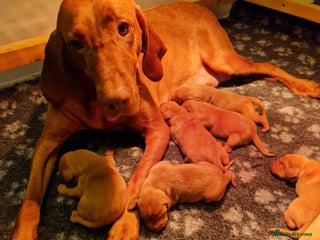 Hungarian Vizsla dogs - Advert 27