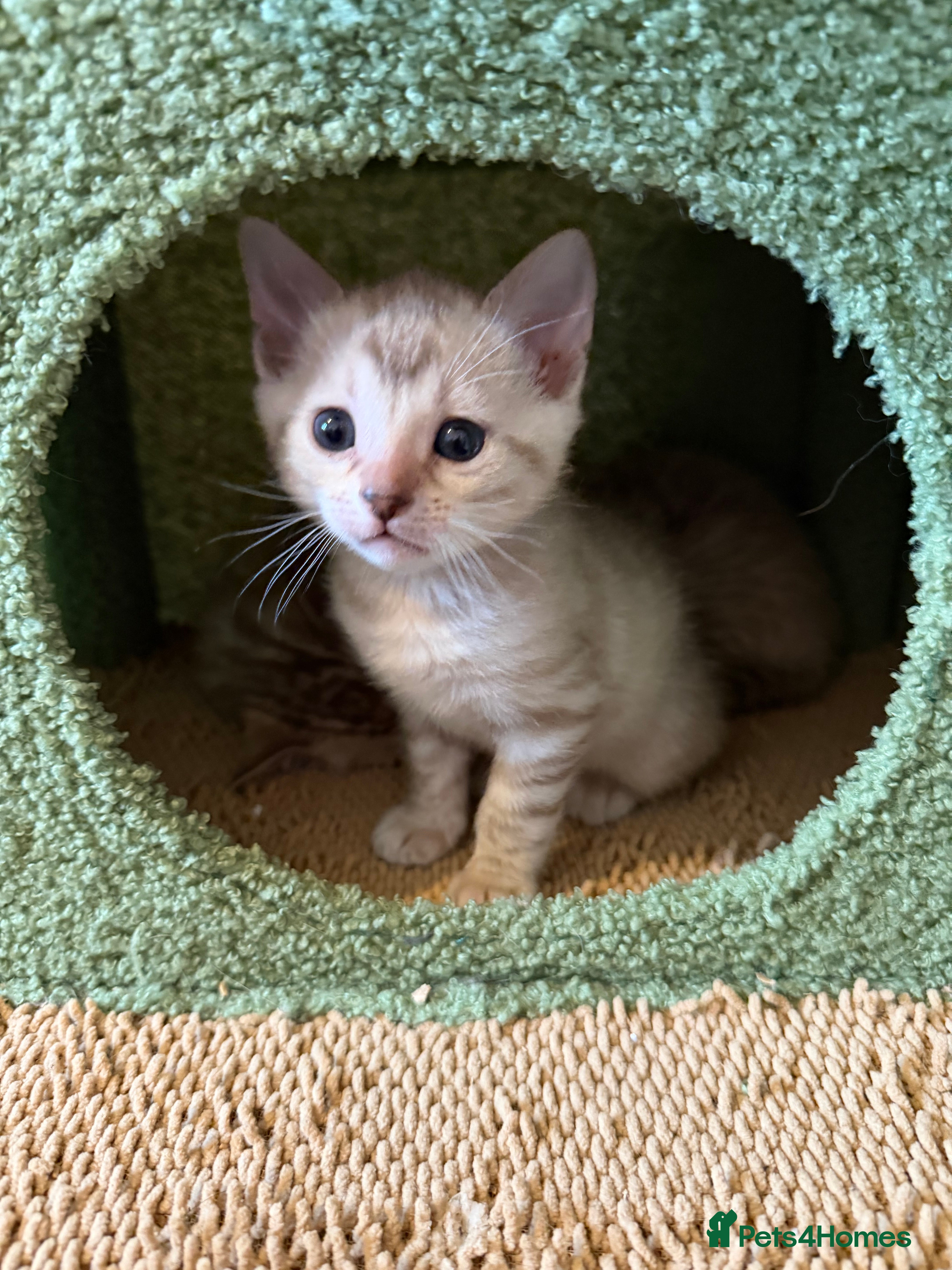 Bengal cats TICA Registered Snow Lynx Bengals, 5 Gen Pedigree! - Advert 2