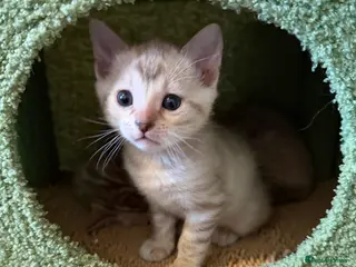 Bengal cats TICA Registered Snow Lynx Bengals, 5 Gen Pedigree! - Advert 2