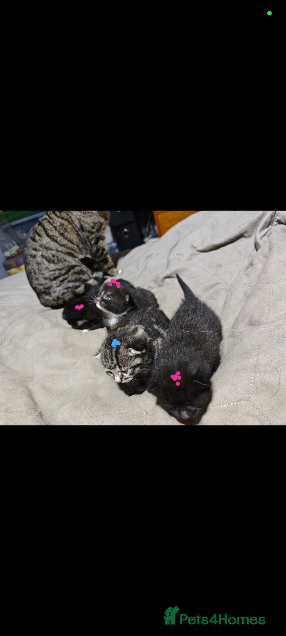 Mixed Breed cats kittens  - Advert 14