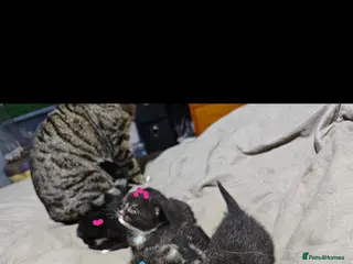 Mixed Breed cats kittens - Advert 14