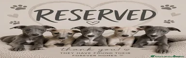 Greyhound Puppy 8