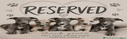 Greyhound dogs for sale: Greyhound puppies  - Advert 2