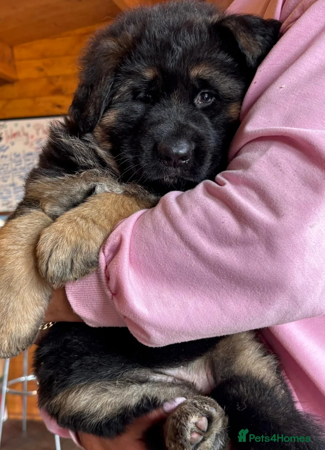German Shepherd dogs for sale: Stunning Pedigree German Shepherd Puppies - Advert 1