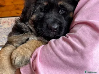 German Shepherd dogs Stunning Pedigree German Shepherd Puppies - Advert 1