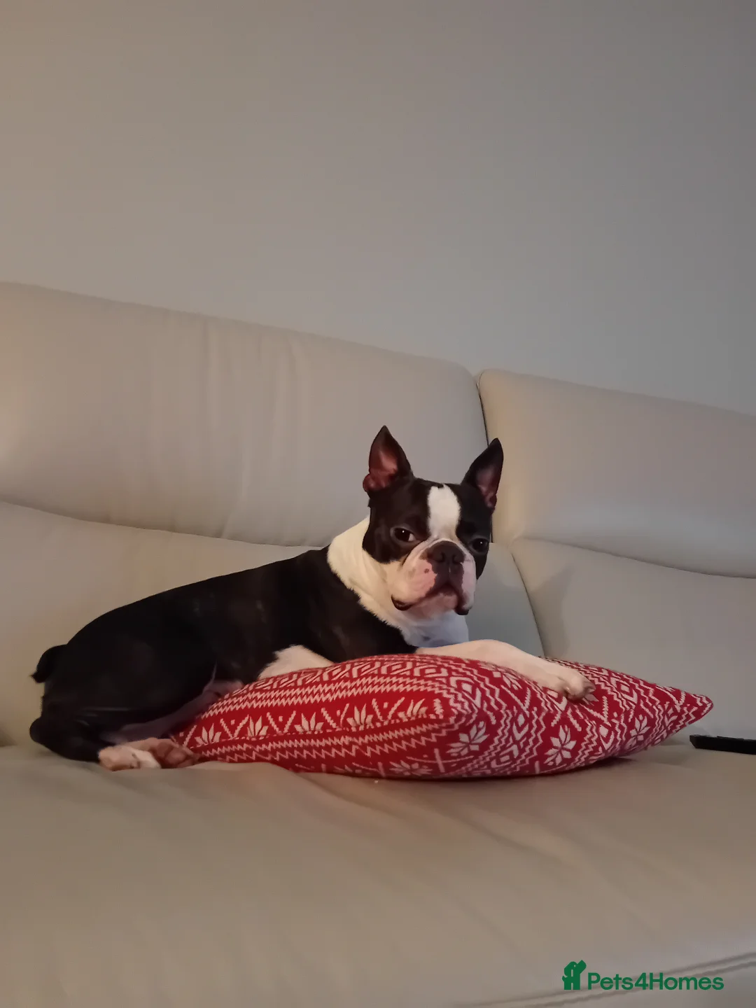 Boston Terrier dogs for stud: My handsome boy ready for stud - Advert 4