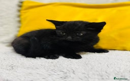 British Shorthair cats for sale: Adorable kittens - Image 7
