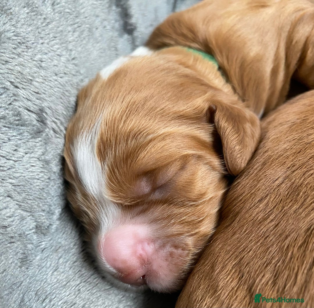 Labrador Retriever dogs for sale: 3 VERY DARK RED W/COCKER SPANIEL BOYS AVAILABLE  - Image 7